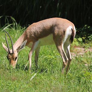 African Plains - Slender-Horned Gazelle