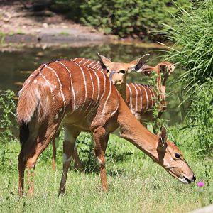 African Plains - Lowland Nyala