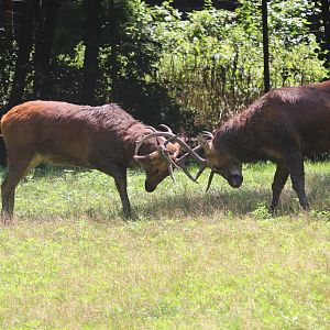 Wild Asia - Barasingha