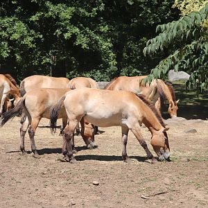 Wild Asia - Przewalski’s Horse
