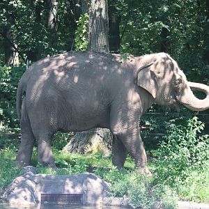 Wild Asia - Asian Elephant