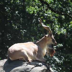 Wild Asia - Bukharan Markhor