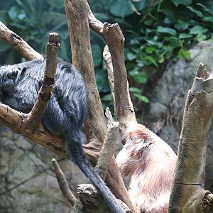 JungleWorld - Ebony Langur