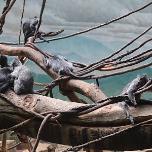 JungleWorld - Silvered Leaf Monkey