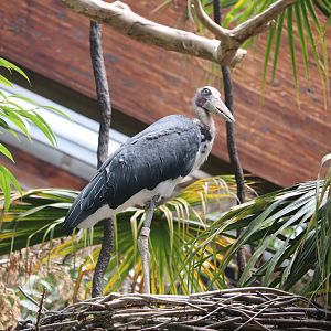 JungleWorld - Lesser Adjutant