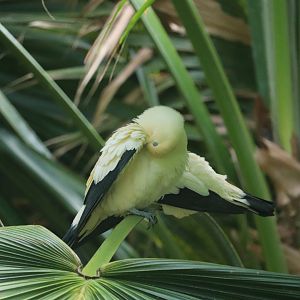 JungleWorld - Pied Imperial Pigeon