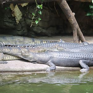 JungleWorld - Gharial