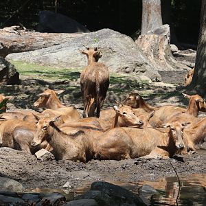 Tiger Mountain - Père David's Deer