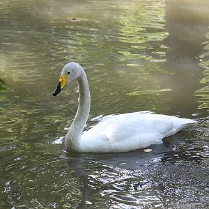 Tiger Mountain - Whooper Swan