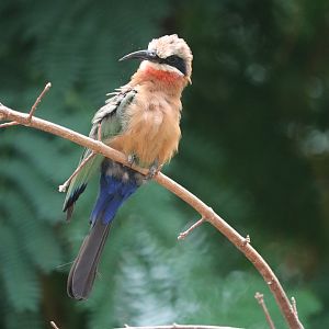 World of Birds - White-Fronted Bee-Eater
