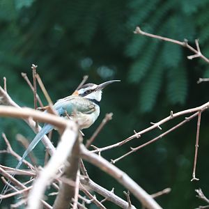 World of Birds - White-Throated Bee-Eater