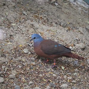 World of Birds - Blue-Headed Wood Dove