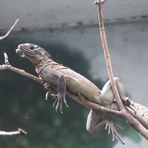 World of Birds - Philippine Sailfin Lizard