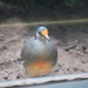 World of Birds - Sulawesi Ground Dove
