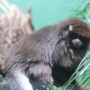 World of Birds - Bolivian Gray Titi Monkey