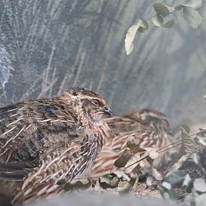 World of Birds - Common Quail