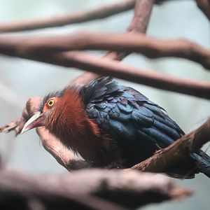 World of Birds - Chestnut-Breasted Malkoha