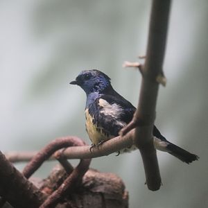 World of Birds - Turquoise Tanager