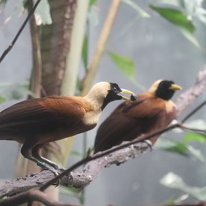 World of Birds - Red Bird-of-Paradise
