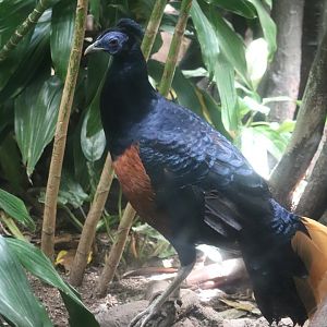 World of Birds - Bornean Crested Fireback