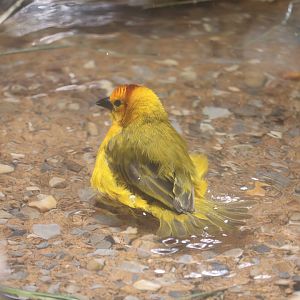 World of Birds - Taveta Golden Weaver