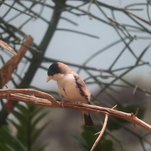 World of Birds - Black-Capped Social Weaver