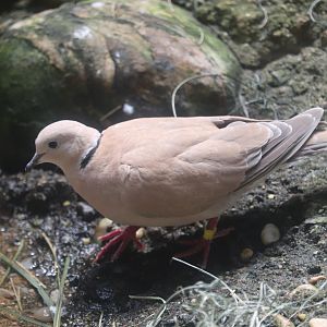 World of Birds - Ring-Necked Dove