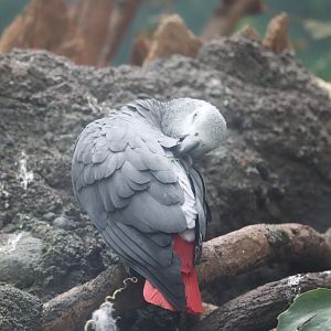 World of Birds - Grey Parrot