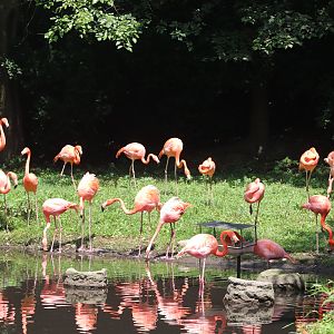 Aquatic Bird House - American Flamingo