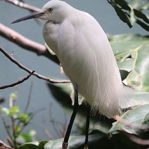 Aquatic Bird House - Snowy Egret