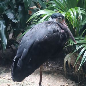 Aquatic Bird House - Storm's Stork