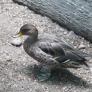 Aquatic Bird House - Yellow-Billed Pintail