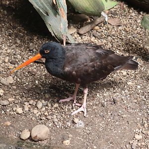 Aquatic Bird House - Black Oystercatcher