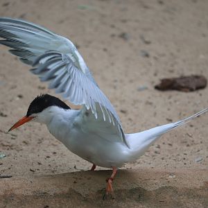 Aquatic Bird House - Common Tern