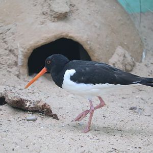 Aquatic Bird House - Eurasian Oystercatcher