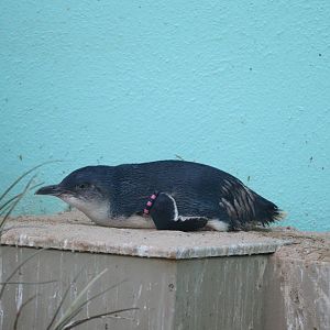 Aquatic Bird House - Little Penguin