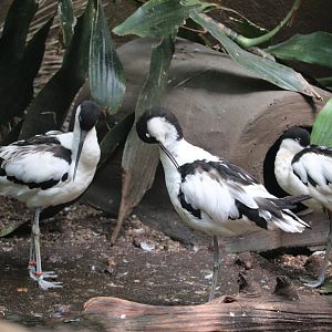 Aquatic Bird House - Pied Avocet
