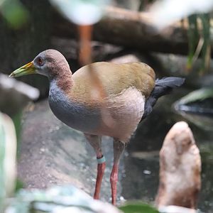Aquatic Bird House - Giant Wood Rail