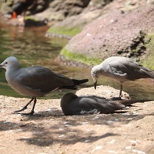 Sea Bird Aviary - Grey Gull
