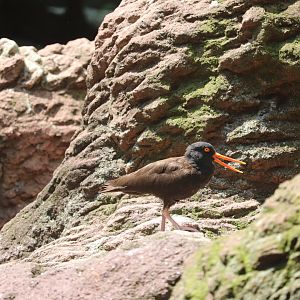 Sea Bird Aviary - Black Oystercatcher