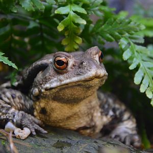 Western Japanese toad (Bufo japonicus japonicus)