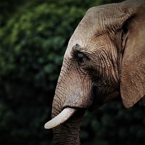 Ramadiba, African Elephant  (Loxodonta africana)