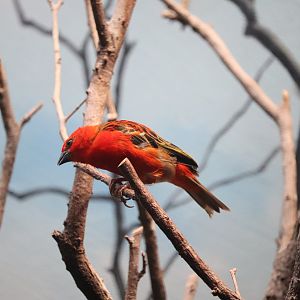 Madagascar! - Red Fody