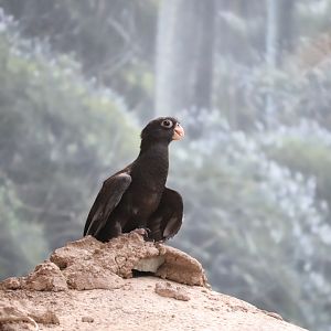 Madagascar! - Lesser Vasa Parrot