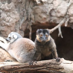 Madagascar! - Ring-Tailed Lemur - Collared Lemur