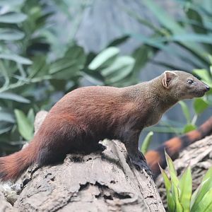 Madagascar! - Ring-Tailed Vontsira