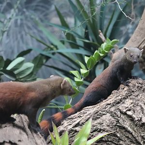 Madagascar! - Ring-Tailed Vontsira