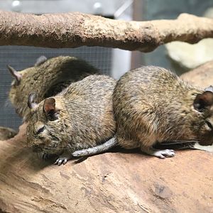 Mouse House - Degu