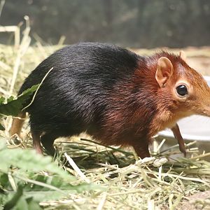 Mouse House - Black-and-Rufous Elephant Shrew