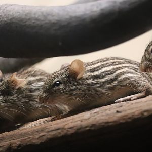 Mouse House - Barbary Striped Grass Mouse